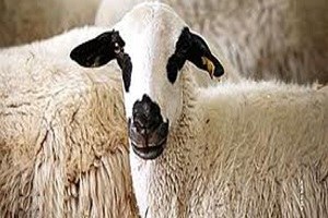 Kilis te Koyun Hırsızlığı İddiası