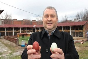 Bu Tavuklar Rengarenk Yumurtluyor