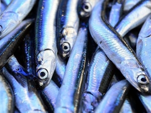 Hamsi İhracatı nda Yüzde 10 Artış