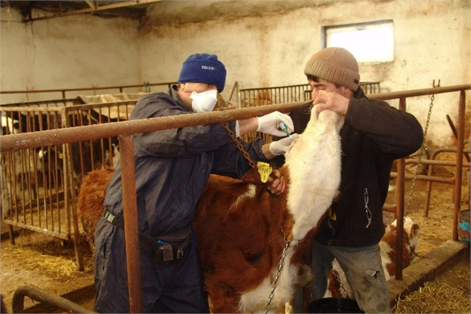 Kastamonu da Şap Hastalığına Karşı 71 Bin Hayvan Aşılandı