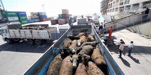 Canlı Hayvan Nakli Uyarısı