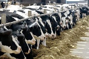 Hayvancılık Şapa Oturdu