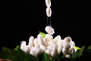 Hatay da İpek Üretimi İki Kat Arttı