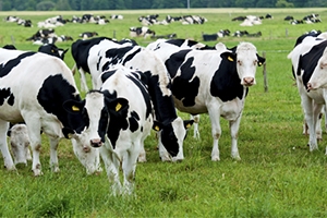 2015 Yılı Anaç Sığır Desteklemeleri İcmal 1 Listesi Askıya Çıktı