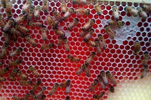 Kirmizi Bal Kirmizi Bal Red Honey Kirmizi Bal Nedir Kirmizi Bal Turkiye Kirmizi Bal Kullananlar Coffee Cans Honey Red