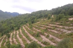 Ordu da 2 5 Milyon Fidan Üretildi