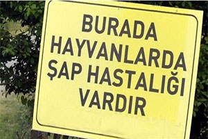 Ardahan daki Şap Karantinası Kısmen Kalktı