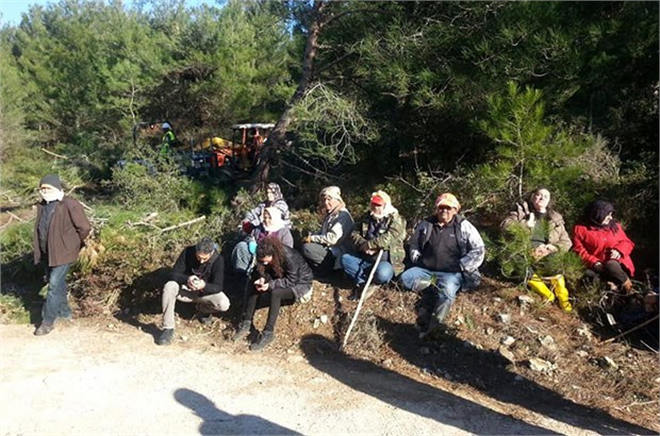 Urla da İhtilaflı RES İçin 1 800 Ağacın Kesimine Başlandı