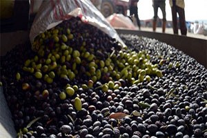 Zeytincilerin Sorunları TBMM Gündeminde