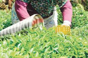 2016 Yılında Hedef Çay Kanununu Hayata Geçirmek