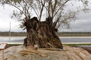 945 Yaşındaki Zeytin Ağacının Yolculuğu