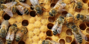 Samsun dan Arıcılık Sektörüne Bir Katkı