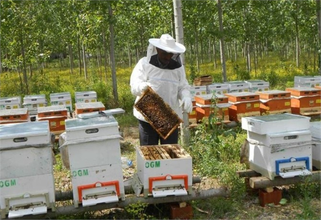 Amasya Obm den Orman Köylüsüne Destek