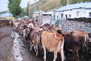 Anaç Sığır Ve Buzağı Destekleme İcmali Askıya Çıktı