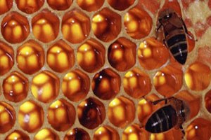 Deli Balın Fazlası Zarar