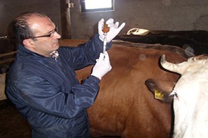 İzmir de Büyükbaş Hayvanların Yüzde 80 ni Aşılandı