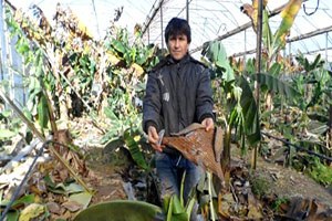 Mersin de Don ve Rüzgar Çilekle Muzu Vurdu