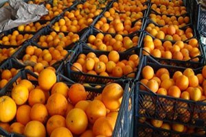 Rusya ya İhraç Edemediği Portakalları Iğdır da Satıyor