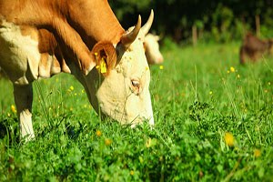 Yemde Kdv nin İndirilmesi Hayvan Yetiştiricilerini Memnun Etti