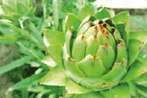 Su İle İlgili Proje Üretilmezse Üretim Alanları Küçülecek