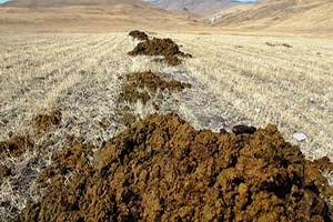 Hayvansal Gübreler Merkezden Uzaklaştırılacak