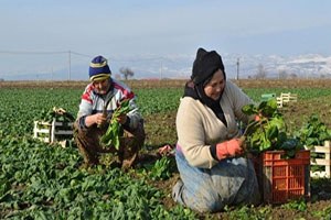 Kadınlar Dondurucu Soğukta Ispanak Topluyor