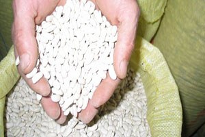 Noyanbey Fasulye Çeşidi İzmirli Üreticilerin Güvenini Kazandı