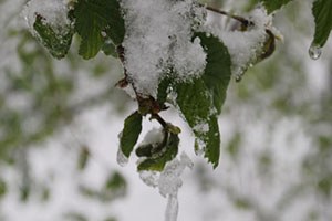 Akdenizli Çiftçilere Zirai Don Uyarısı