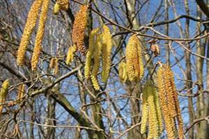 Fındık Püskülleri Dondan Zarar Gördü