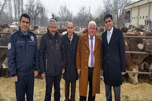 Halkapınar da Gebe Düve Dağıtımı