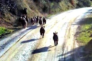 Yaban Domuzlarına Lavantalı Önlem