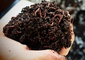 Fenni Gübre Yerine Üniversiteli Solucanlar Kullanılacak