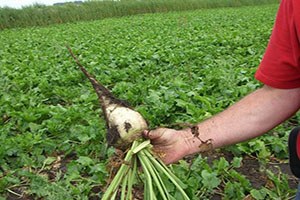 Babaeski de Şeker Pancarı Eğitimi Düzenlendi