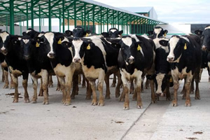 29 Bin Ton İthal Et Gelecek