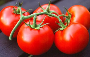 Domatese Lezzet Katan Araştırma