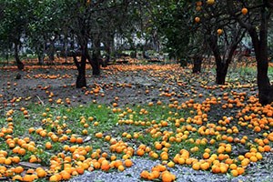 Don Mağduru Narenciye Üreticilerine Rapor Uyarısı