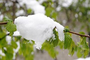Kar Fındık Bahçelerine Zarar Verdi