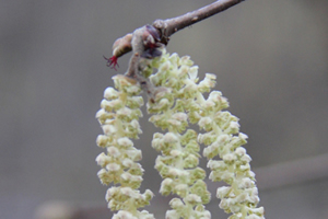 Trabzon Ticaret Borsası ndan Fındık Üreticilerine Şubat Uyarısı