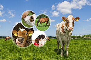 Veteriner Sağlık Sertifikalarında AB Uyumu