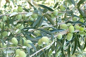 Edincik te Zeytin Alım Kampanyası Sona Erdi