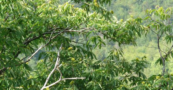 Kestane Kanseri Kestane Ağaçlarını Tehdit Ediyor