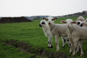 Damızlık Koyun keçi Yetiştiricileri Birliği Kurulması Çalışmaları Sürüyor