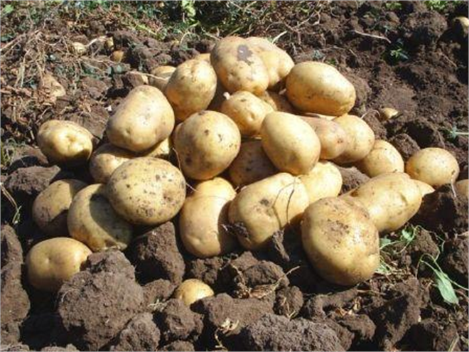 Çiftçilere Patates Tohumu Desteği