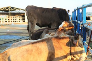 Gaziantep te Yaygın Şap Hastalığı Yok Ancak Üretici Tedbirli Olsun