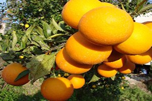 Portakal Üreticilerinden Destek Çağrısı