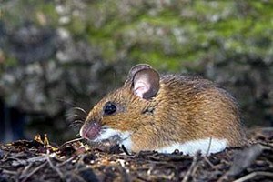 Beypazarı nda Tarla Faresi ile Mücadele Çalışmaları