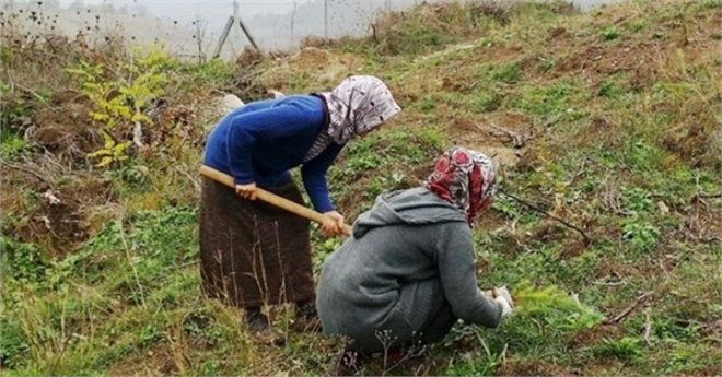 15 Bin Gelir Getirici Fidan Dikildi