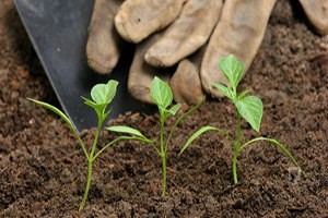 Hükümet Gübrede KDV yi İndirdi