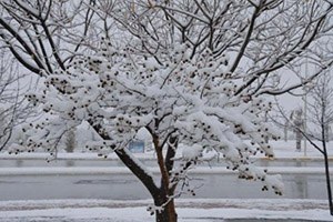 Kar Yağışı Kırklareli Çiftçisini Sevindirdi