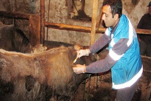 Şap Aşısı Uygulaması Devam Ediyor